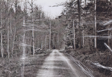 Wege 01 Weiter Wald 01