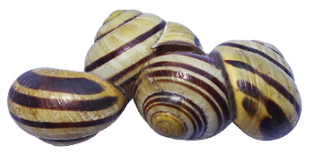 Bnderschnecke 01