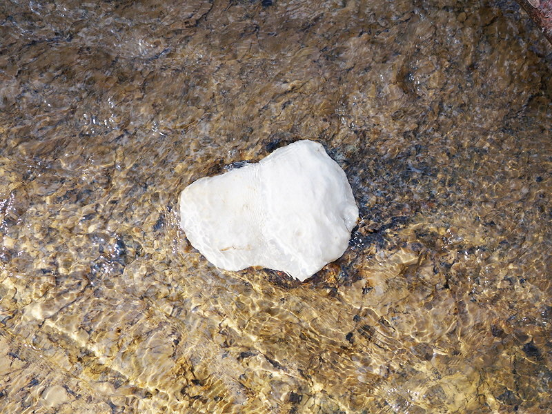 Pliensbachium 04