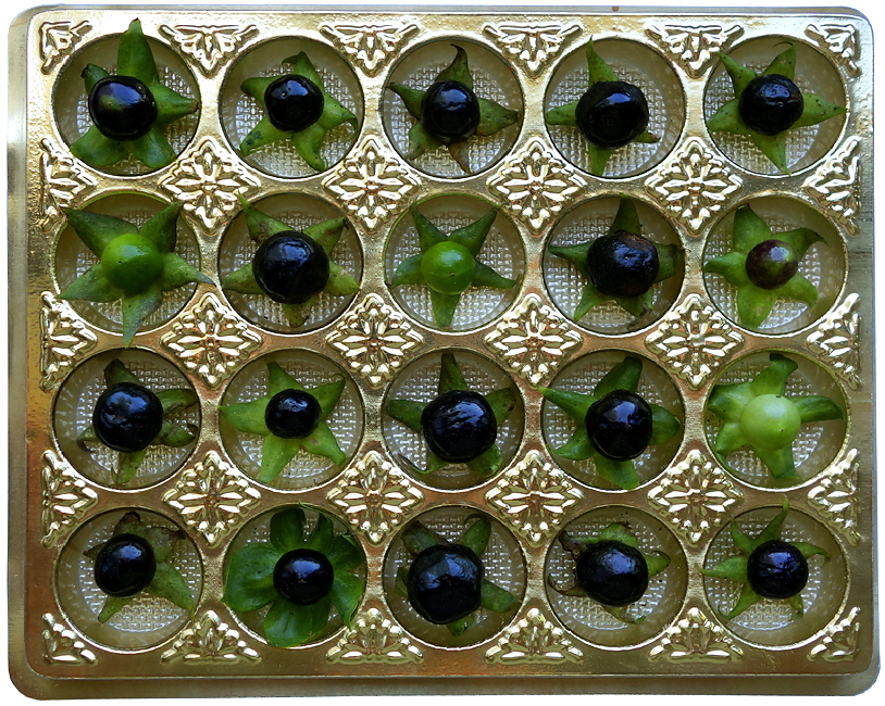 Saatgut 01