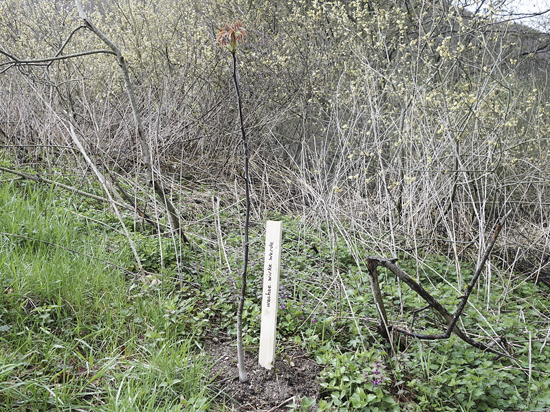 Sauerstoff 03
